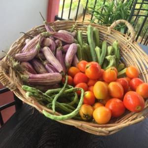 Organic Garden Resort Sigiriya