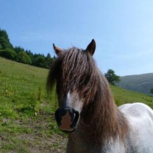 Holiday Home Llety y Coed